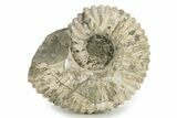 Bumpy Ammonite (Douvilleiceras) Fossil - Madagascar #254920-1